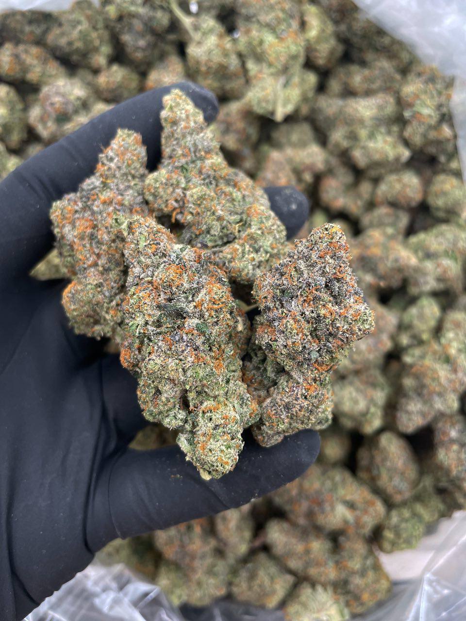 🇺🇸 SOUR TANGIE REAL CALI USA INDOOR 🇺🇸