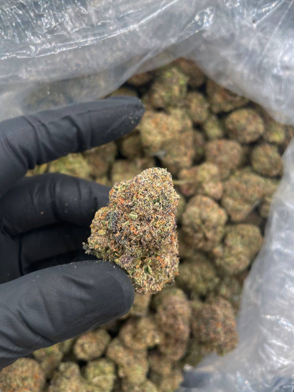 🇺🇸CANDYLAND REAL CALI USA 🇺🇸